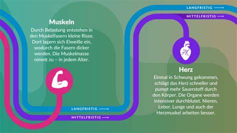 Wirkung von Grayanotoxin auf das Herz-Kreislauf-System (Infografik)