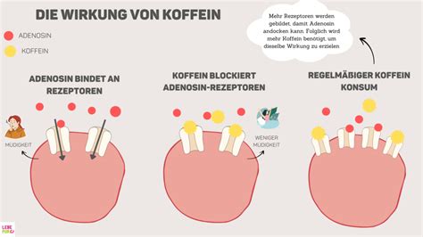 Wirkung von Koffein, Theobromin und Flavanolen auf die Durchblutung der Kopfhaut (Infografik)