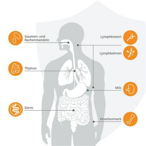 Wirkung von Orangen auf Immunsystem, Verdauung, Haut, Herz und Nährstoffaufnahme