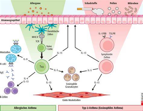 Wirkungsmechanismus von Bromelain bei Entzündung und Verdauung