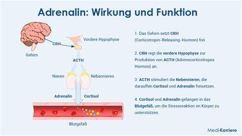 Wirkungsweise von Allicin im Körper