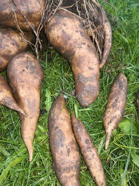 Yacon Knollen frisch geerntet