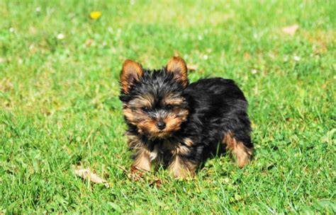 Yorkshire Terrier Welpe im Zuhause