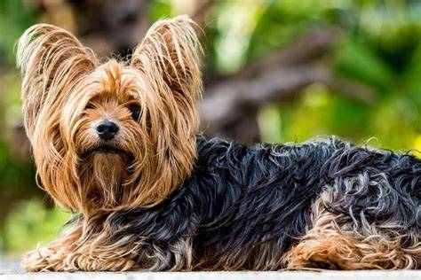 Yorkshire Terrier mit langem Fell und Schleifchen