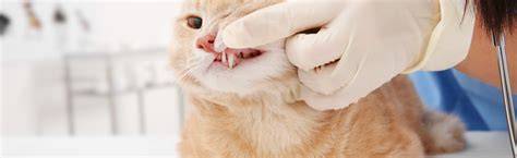 Zahngesundheit bei Katzen
