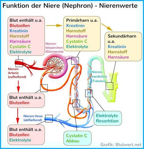 Zelle der Niere mit SGLT2-Transportern
