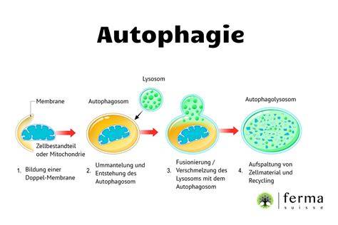 Zellreinigung und Autophagie beim Fasten - Schaubild