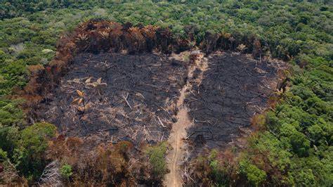 Zerstörung tropischer Regenwälder für Palmölproduktion