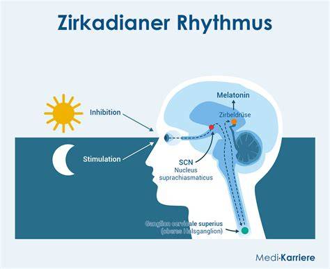 Zirkadianer Rhythmus und Schlafqualität - Schema
