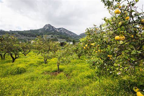 Zitronenbäume auf Mallorca und Ernte