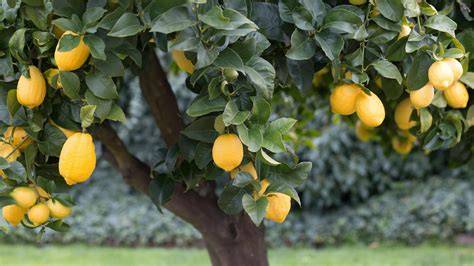 Zitronenbaum und Limoncello-Flasche