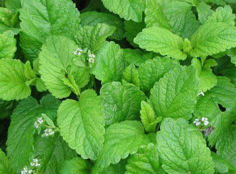 Zitronenmelisse im Garten