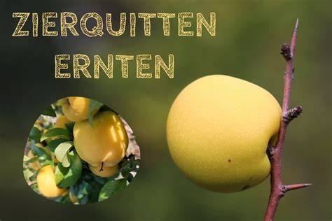 Zitronensaft und Pektin für optimales Gelieren