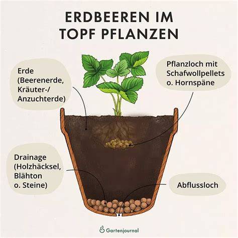 Zubereitung: Erdbeeren im Topf und Espressobohnen im Teefilter