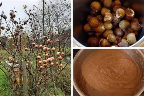 Zubereitung von Mispel Marmelade im Topf