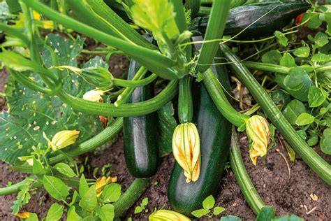 Zucchini Pflanzen im Garten mit reifen Früchten