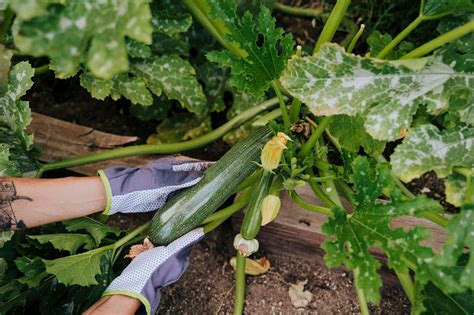 Zucchini im Garten, bereit zum Backen
