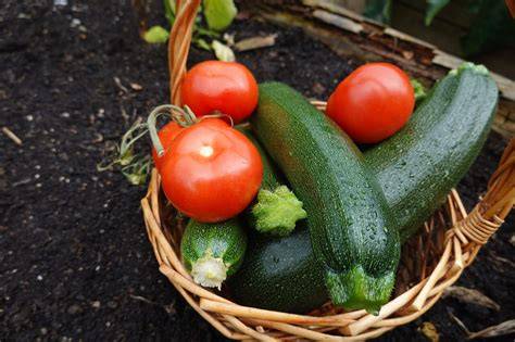 Zucchini und Tomaten im Garten