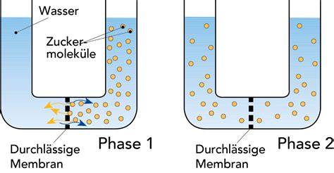 Zuckerlösung und Aufbau der Wassermoleküle um Zuckermoleküle