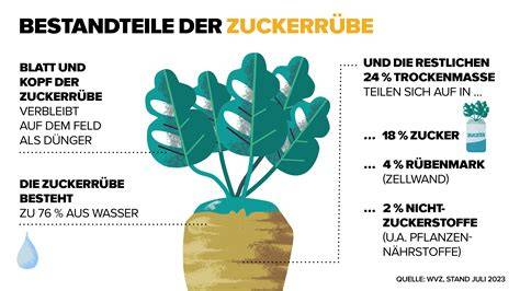 Zuckerrübe - Infografik über Anbau und Bestandteile