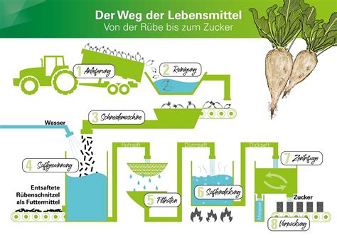 Zuckerrüben-Verarbeitung