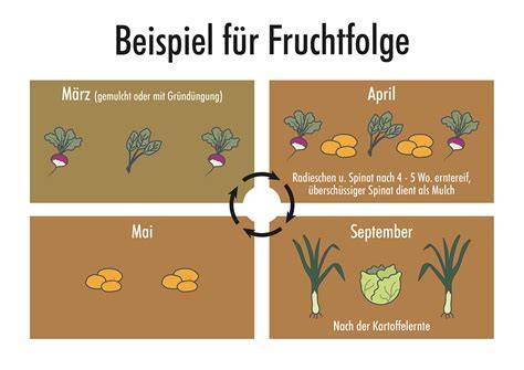 Zuckerrübenfeld, Nährstoffkreislauf und Fruchtfolge