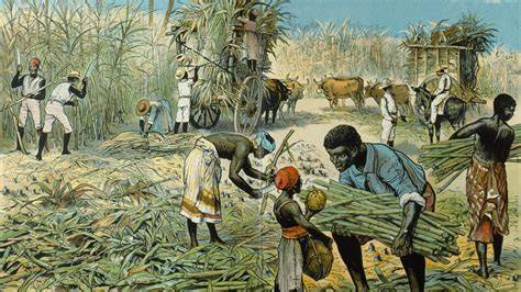 Zuckerrohrernte und Arbeitsbedingungen auf Plantagen, historische Abbildung