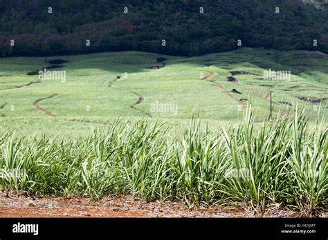 Zuckerrohrfelder auf Mauritius: Ursprung des Muscovado Zuckers