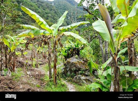 Zuckerrohrplantage im tropischen Anbaugebiet