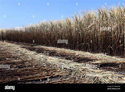 Zuckerrohrplantage mit Ernte