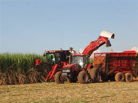 Zuckerrohrplantage und Rübenverarbeitung
