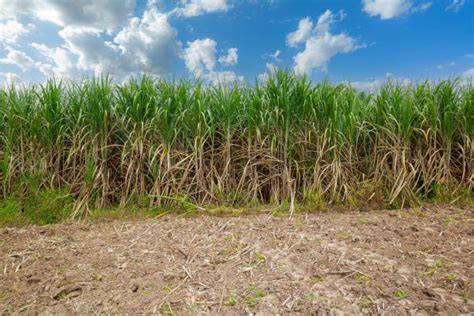 Zuckerrohrplantage und Zuckerrübenfeld mit Ernte