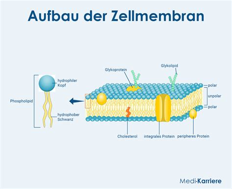 Zutaten und Aufbau der Lebkuchenarten - Grafik