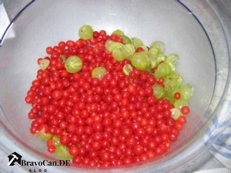 Zweige mit Johannisbeeren und Stachelbeeren - perfekte Früchte für Marmelade