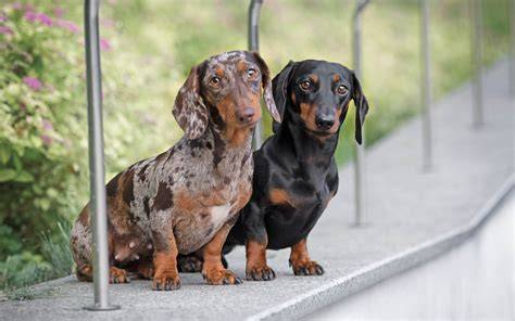 Zwergdackel beim Spielen und Buddeln, Hundesport und Sucharbeit
