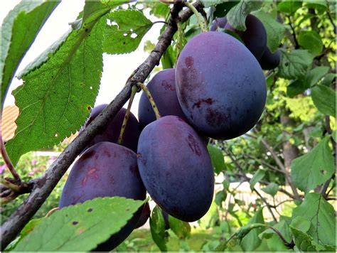 Zwetschgen Obstgarten, typischer Zwetschgenbaum mit Früchten