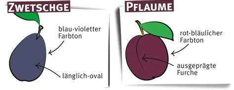 Zwetschgen und Pflaumen im Vergleich