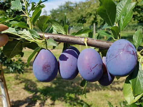 Zwetschgen- und Pflaumensaison mit saisonalem Obst