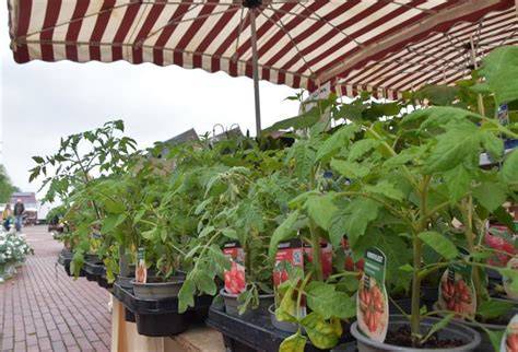 Zwetschgenernte im eigenen Garten oder vom Wochenmarkt