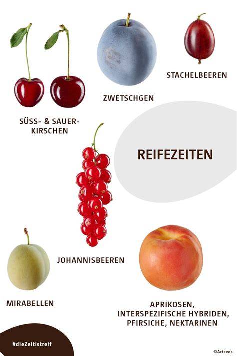 Zwetschgensorten und Reifestadien, Infografik