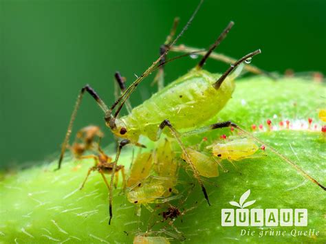 Zyklus der Blattläuse - von der Eiablage bis zur Wanderung auf neue Pflanzen