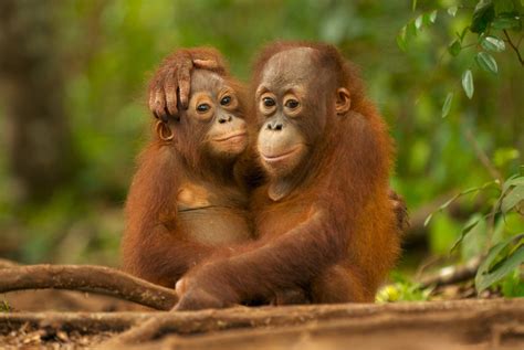 abholzung palmöl und bedrohte Tiere
