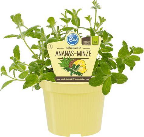 ananas-mit-eis-und-minze