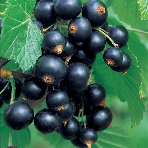 anthocyangehalt in schwarzen johannisbeeren