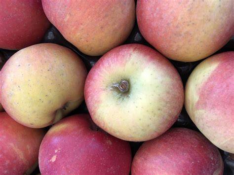 apfelsorten für apfelkuchen boskoop elstar braeburn jonagold