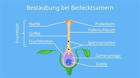 bestäubung obstbäume