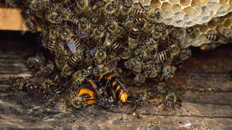 bienenstock verteidigung gegen wespe