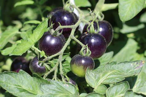 birnenförmige schwarze Tomaten am Strauch