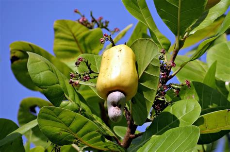 cashewbaum und cashewfrüchte, botanische skizze