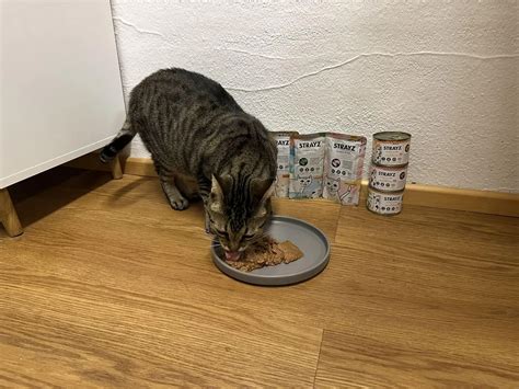 checkliste_katzenfutter_kauf_handel